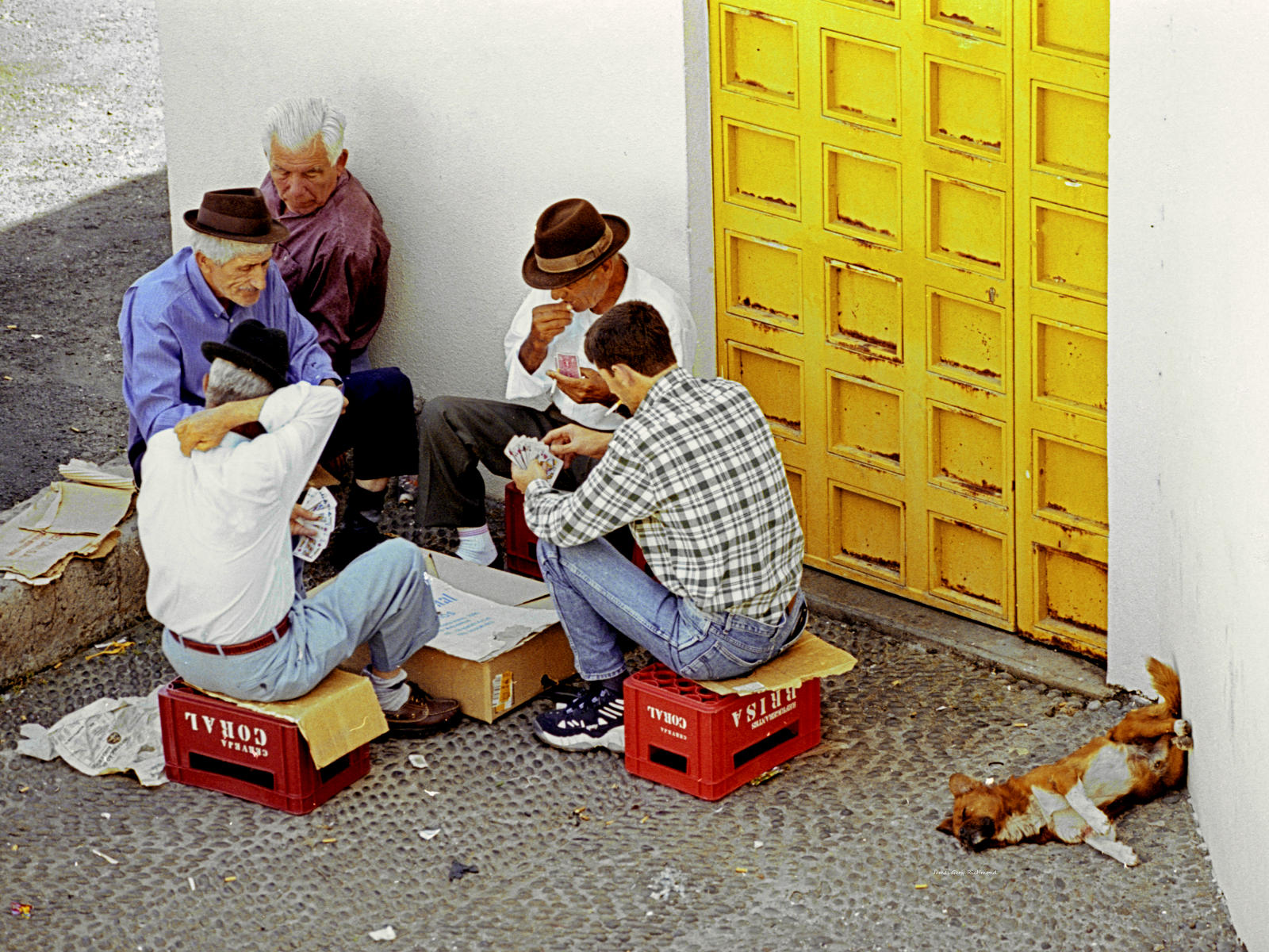 11133 lifestyle, card player, sleeping dog, portugal,  .jpg