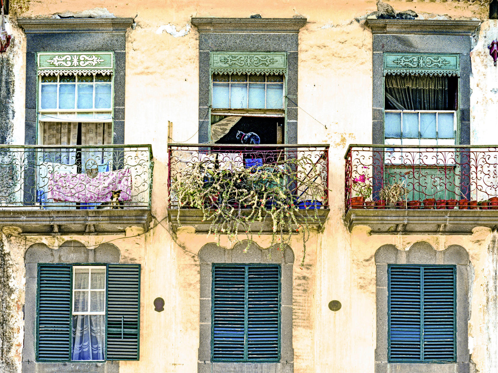11503 architecture, house, window, maderia, cat, portugal street scene.jpg