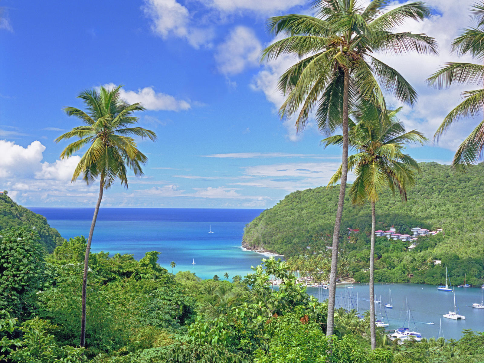 12262 seascape, islands, sailboats, coconut palms, tropical .jpg