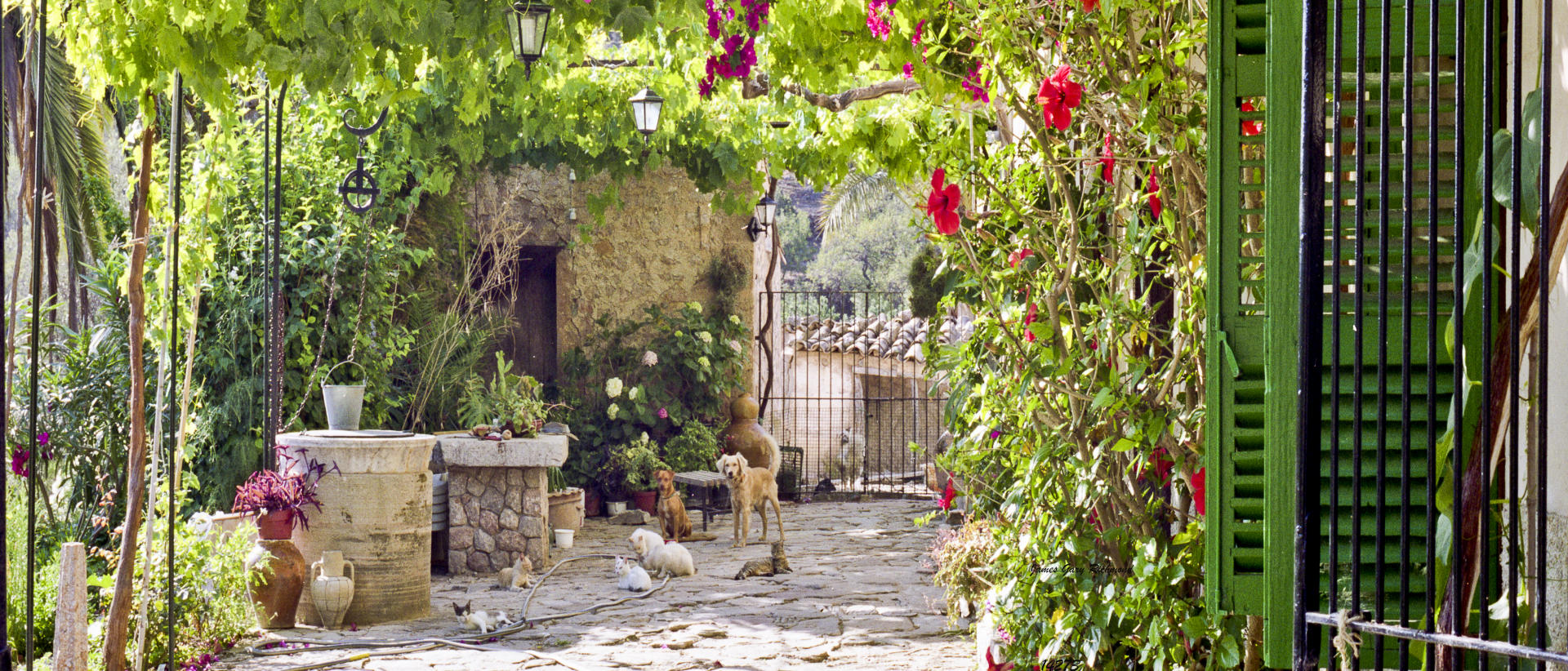 14273p country life, lifestyles, architecture, dogs, cats, .jpg