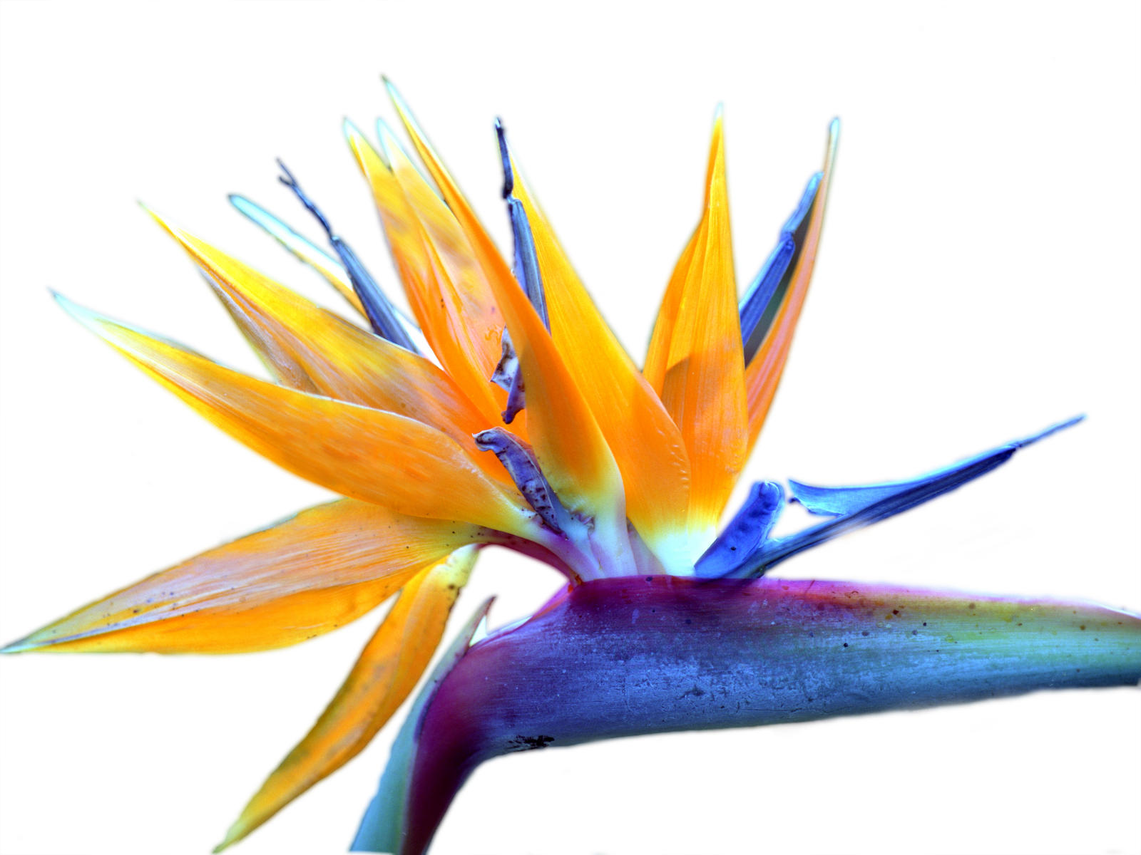 14546 nature, bird of paradise in white .jpg