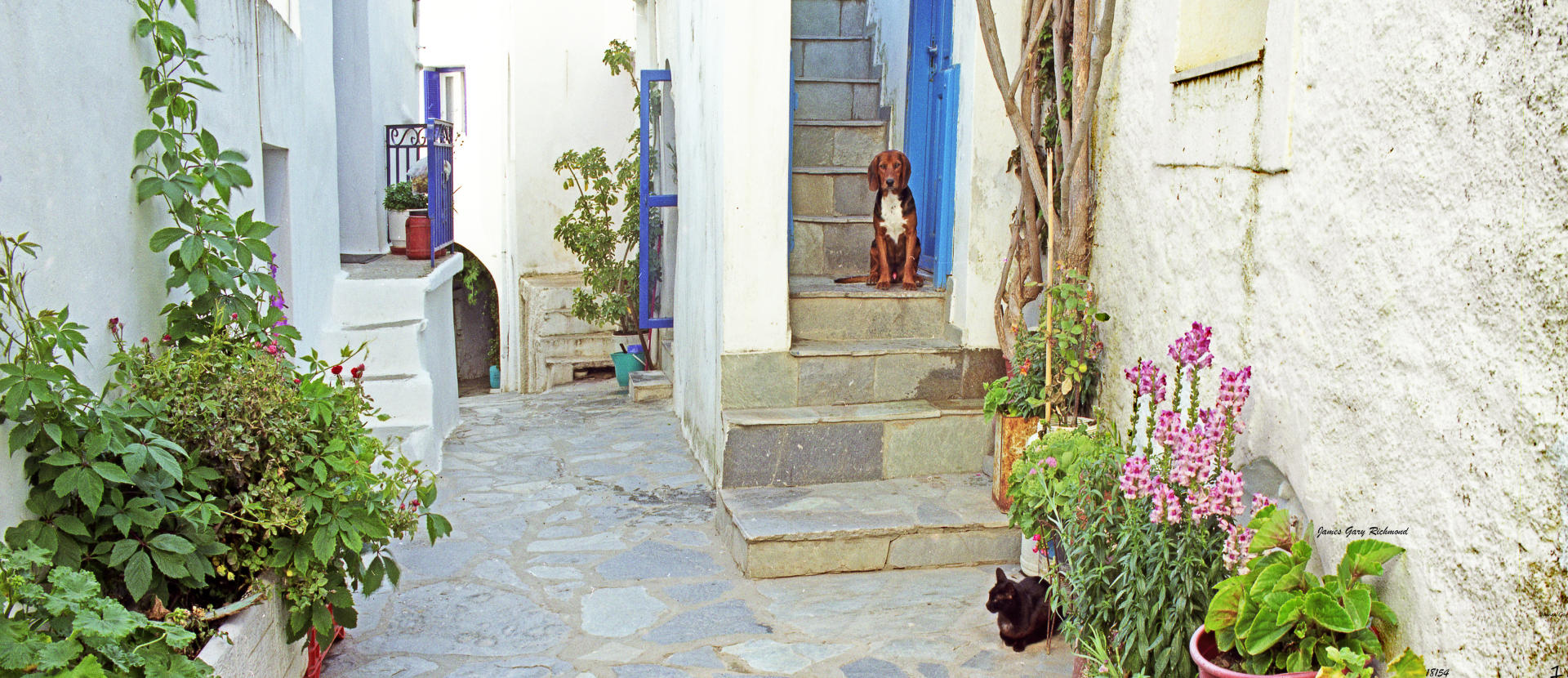 18154p architecture, santorini, greece dog and cat, stairs, .jpg