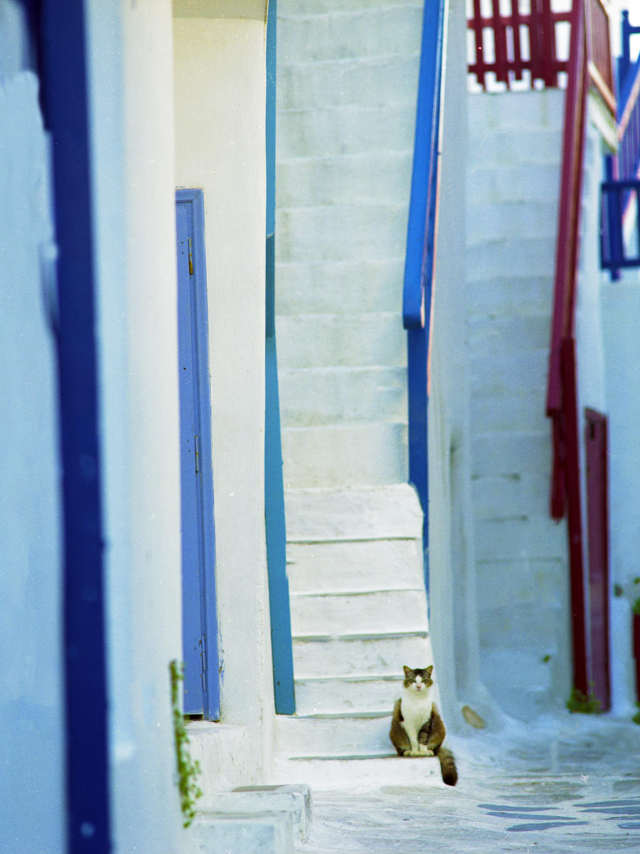 18623 architecture, greek cat, stairs.jpg