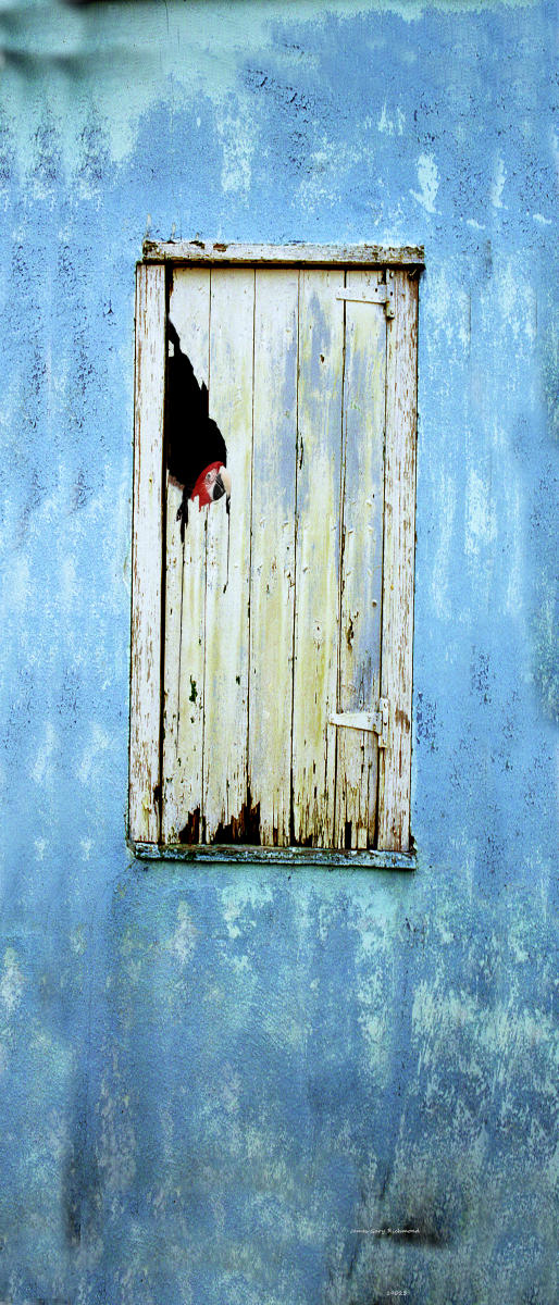 19023 architecture, shutter w parrot, the Islands  .jpg
