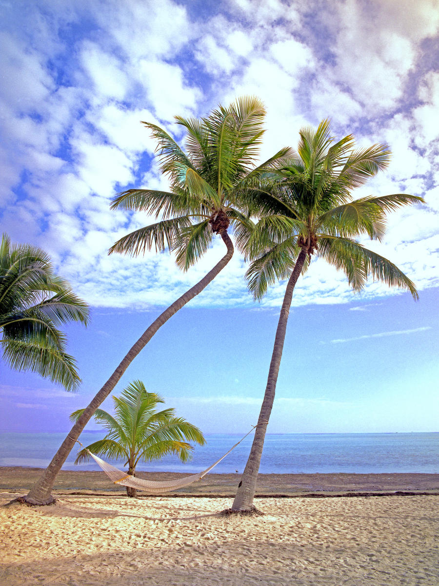 19168 seascape, coconut trees, hammock, tropical .jpg