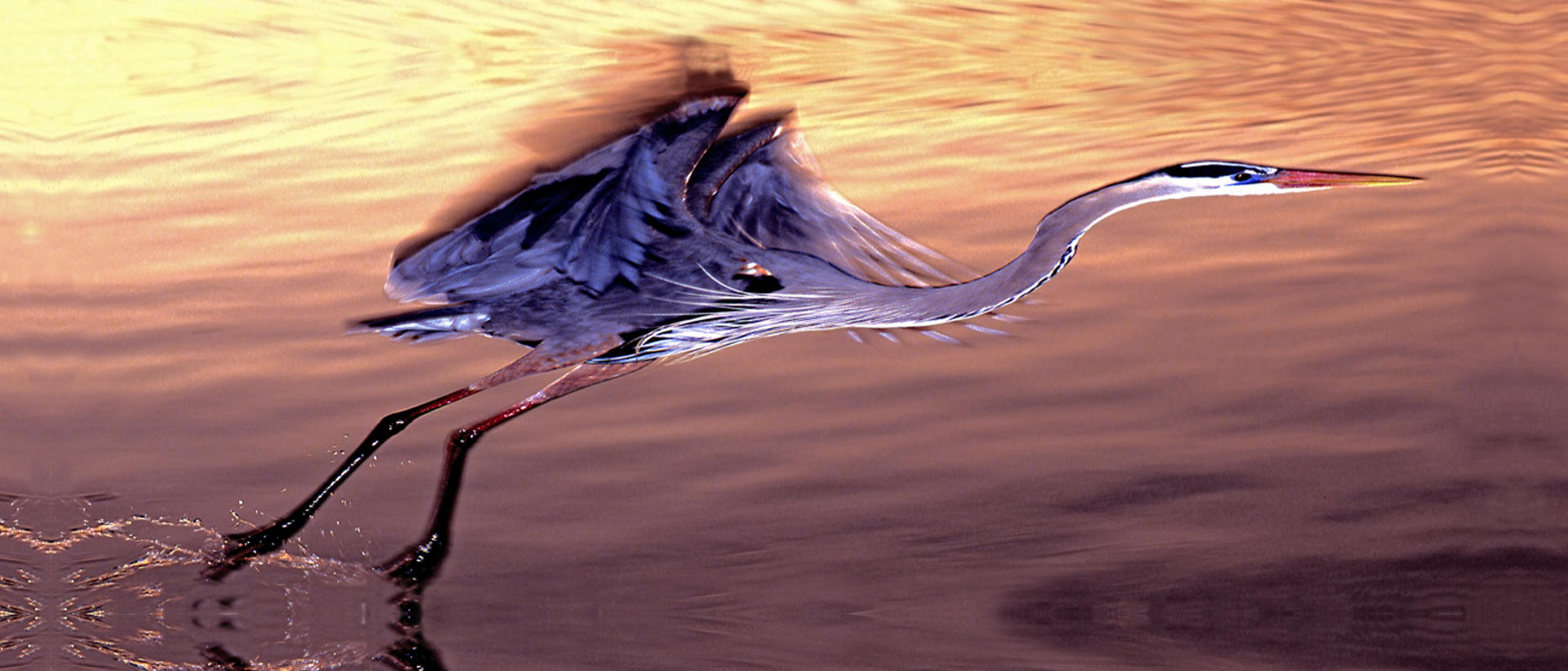 21690p nature,  take off great blue heron .jpg