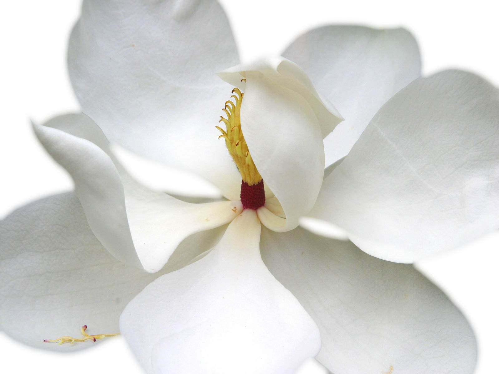 21704  nature, magnolia white on white .jpg