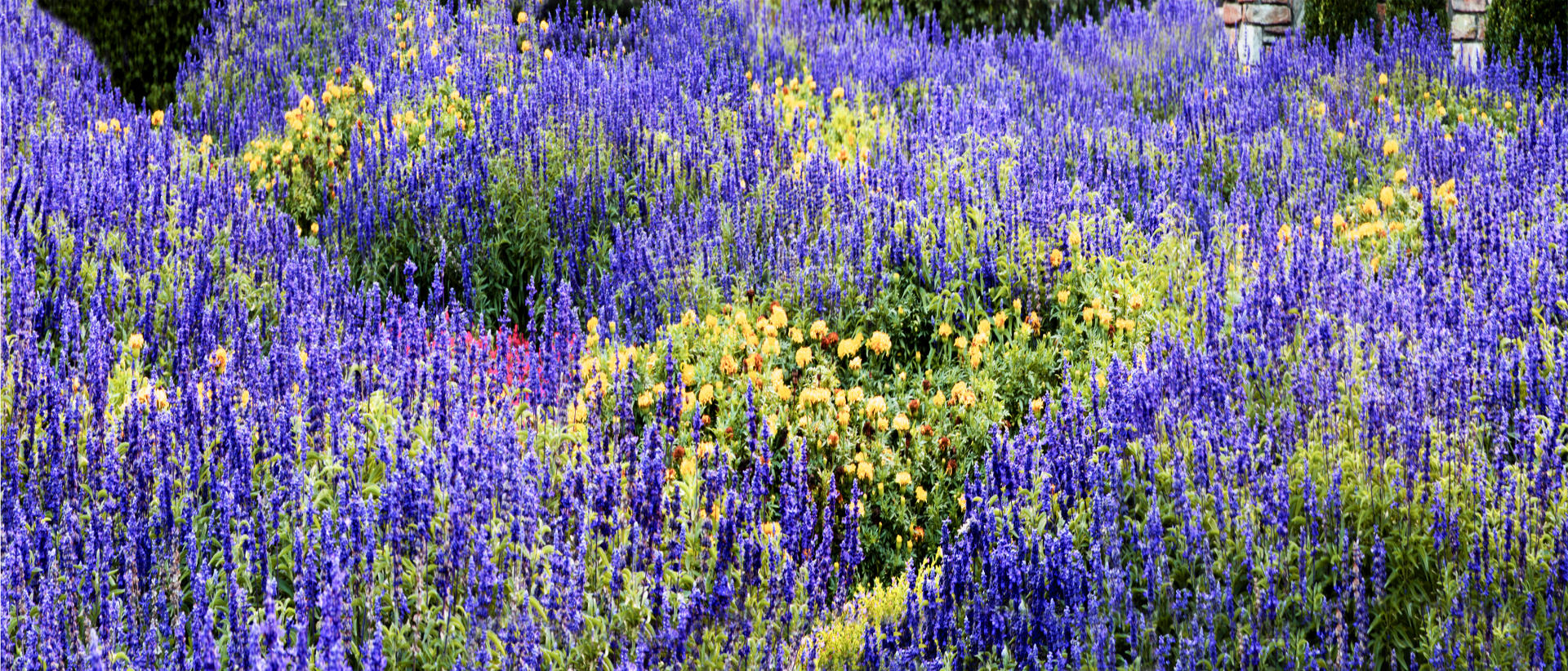 21713p nature, blue flowers .jpg