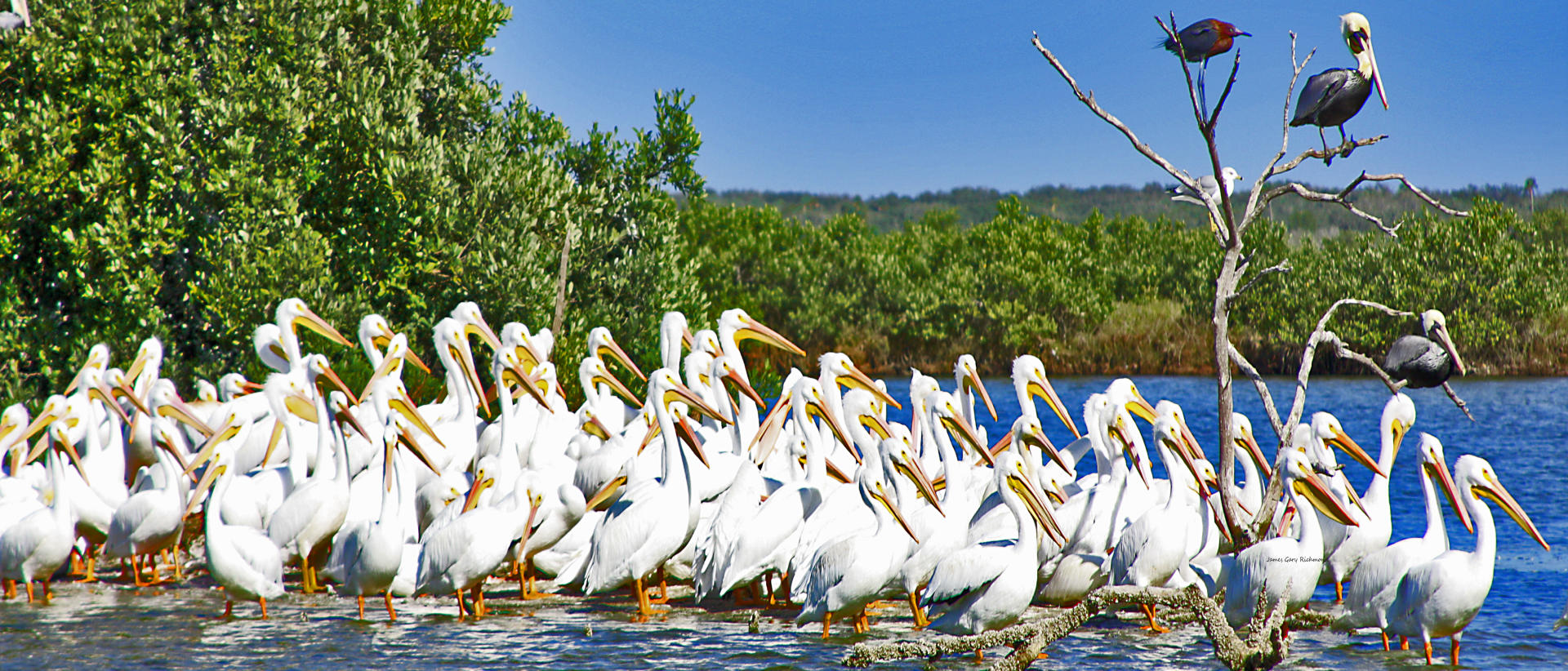 21720p nature, white pelicans, .jpg