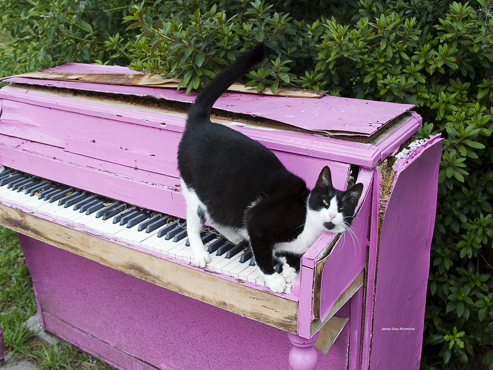 21726 architecture, lifestyles,  piano and the cat, .jpg