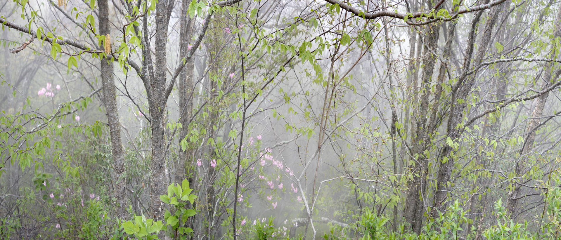 21730p  nature, mou ntain laurel .jpg