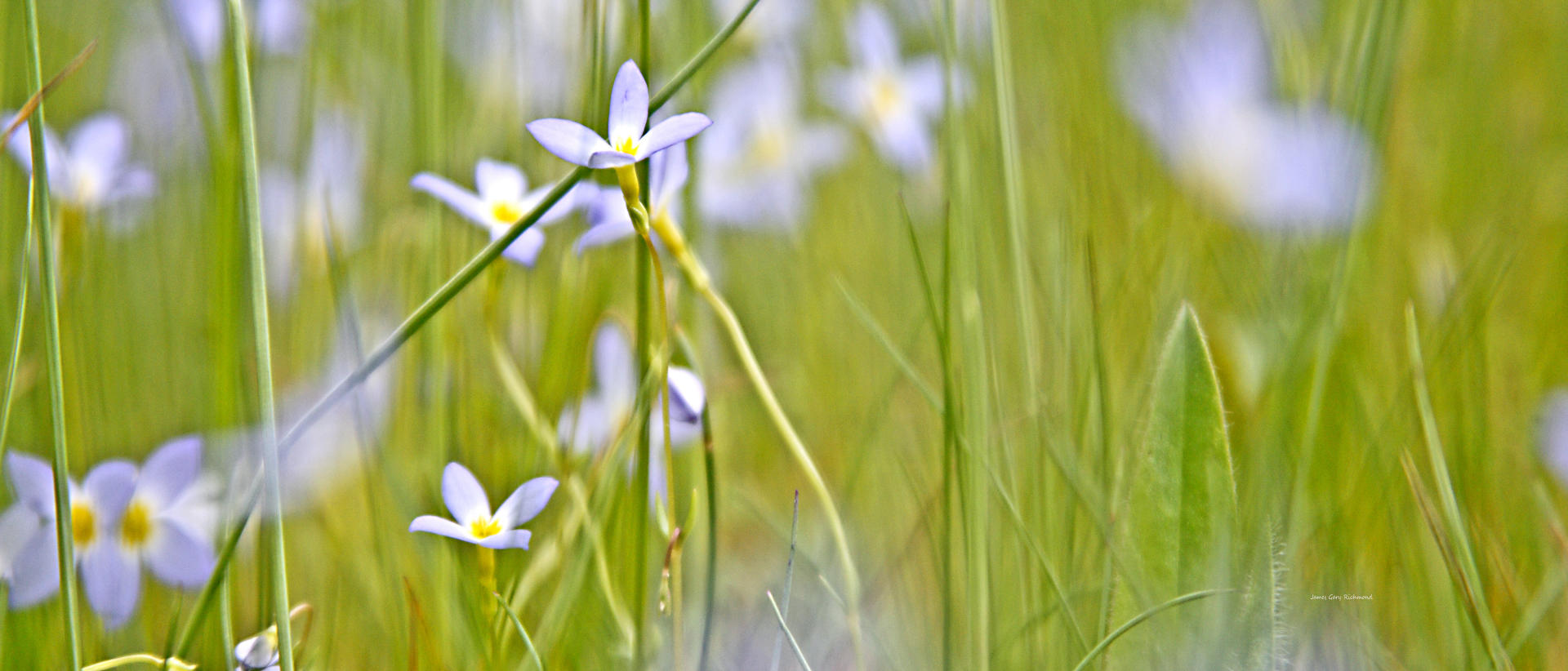 21731p nature,bluets, mountain scenes,  6x14.jpg