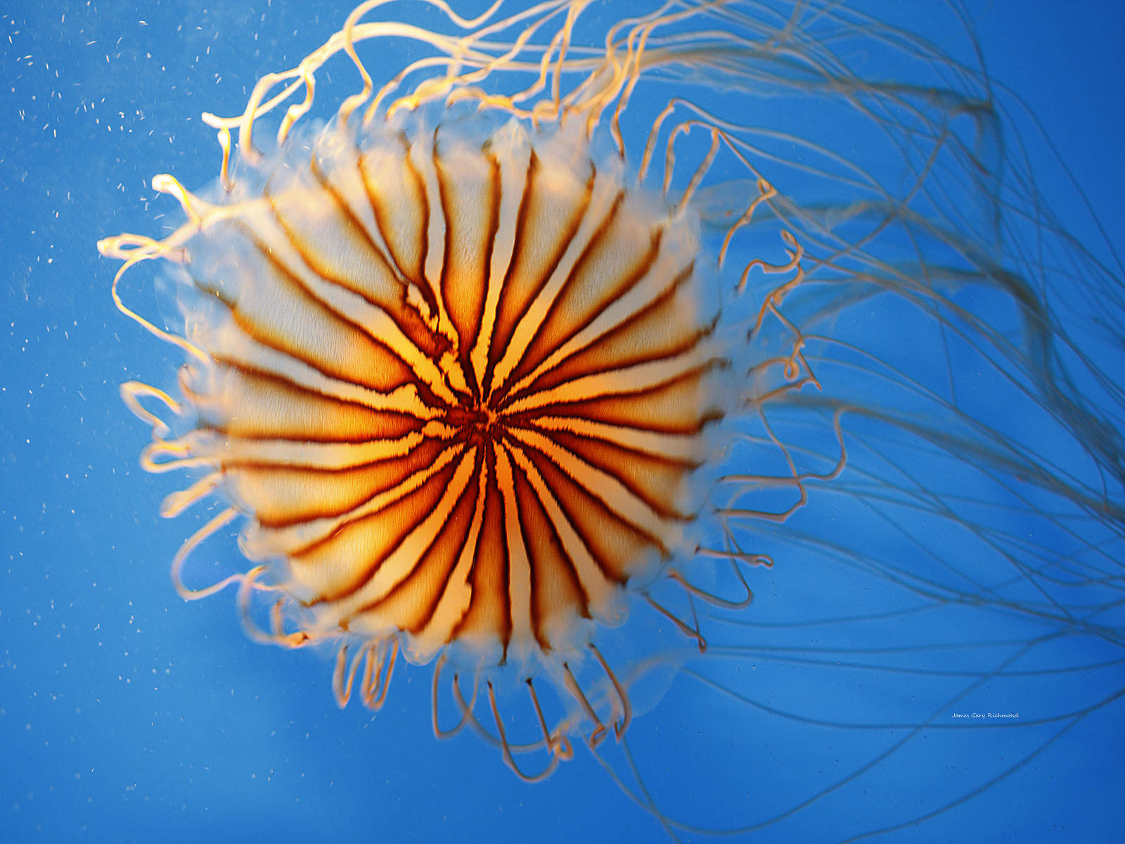 21762 seascape, nature, jellyfish,.jpg