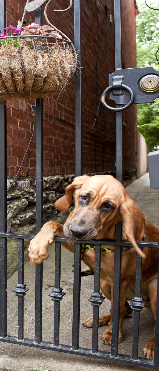 21850p lifestyles, behind bars,  blood hound , .jpg