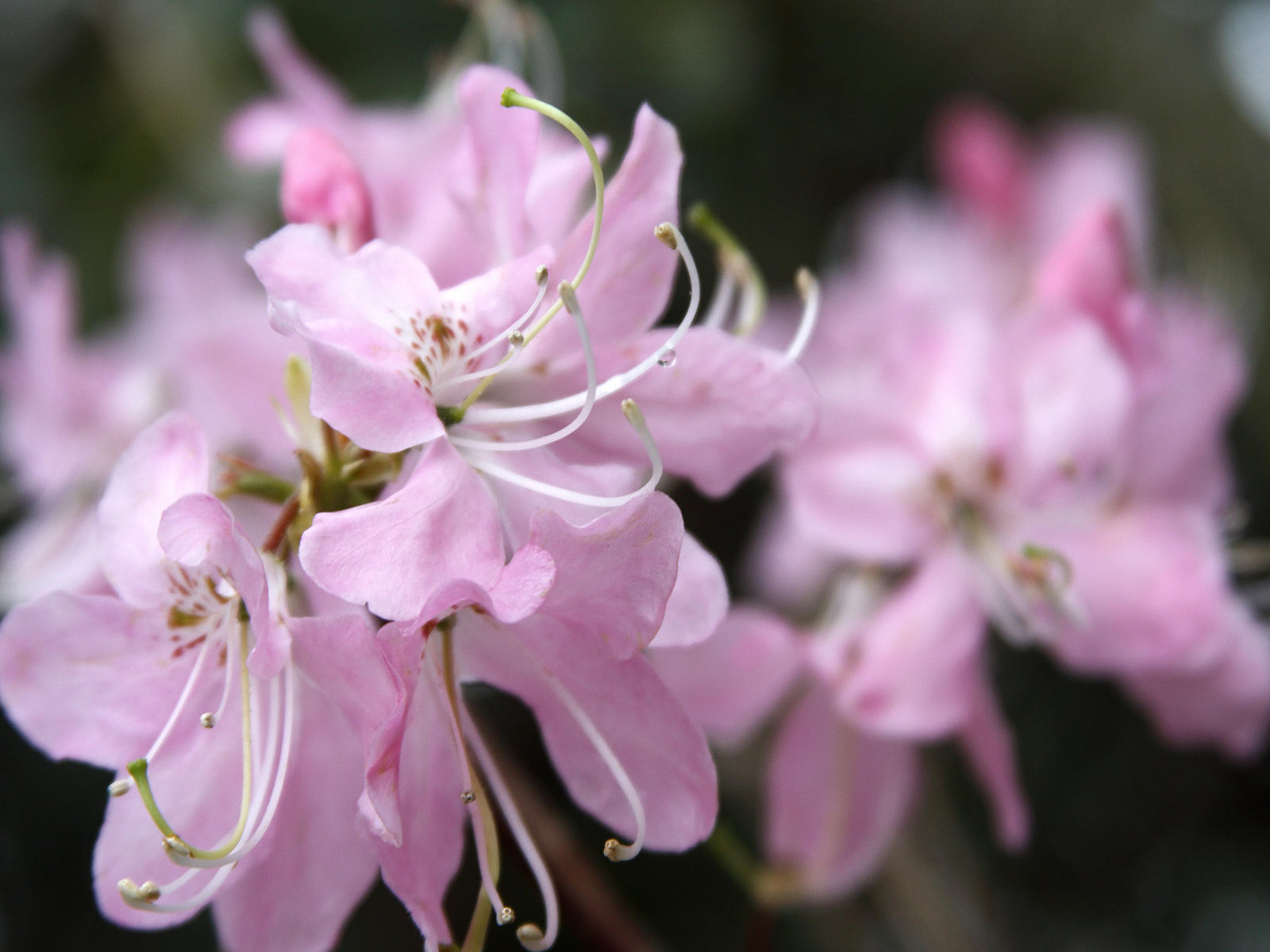 22503 nature, blue ridge laurel .jpg