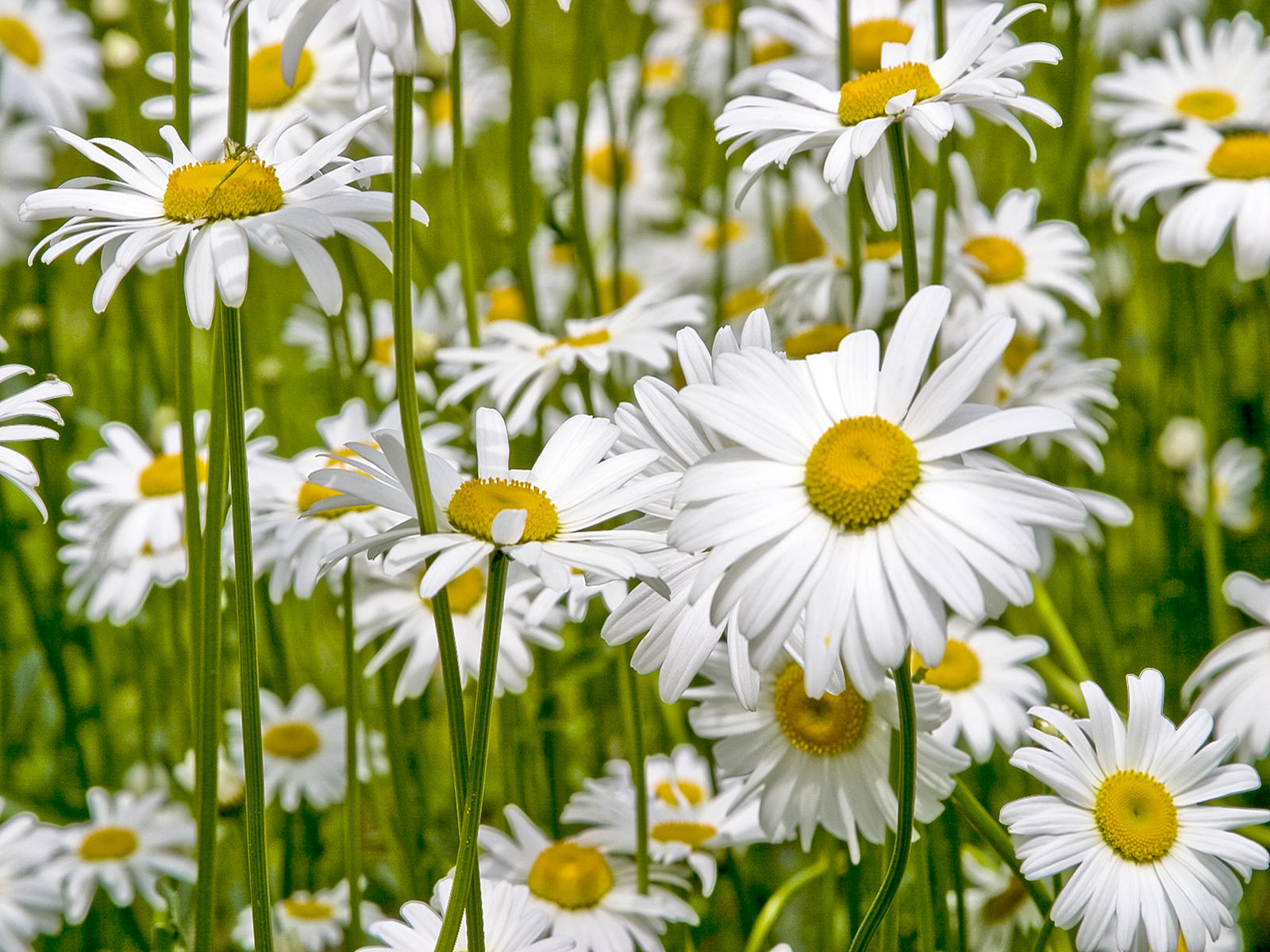 22792 nature, daisys flowers white .jpg