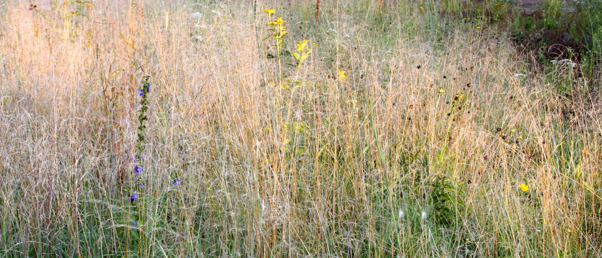 22842p nature, grasses u of nc arboretumn .jpg