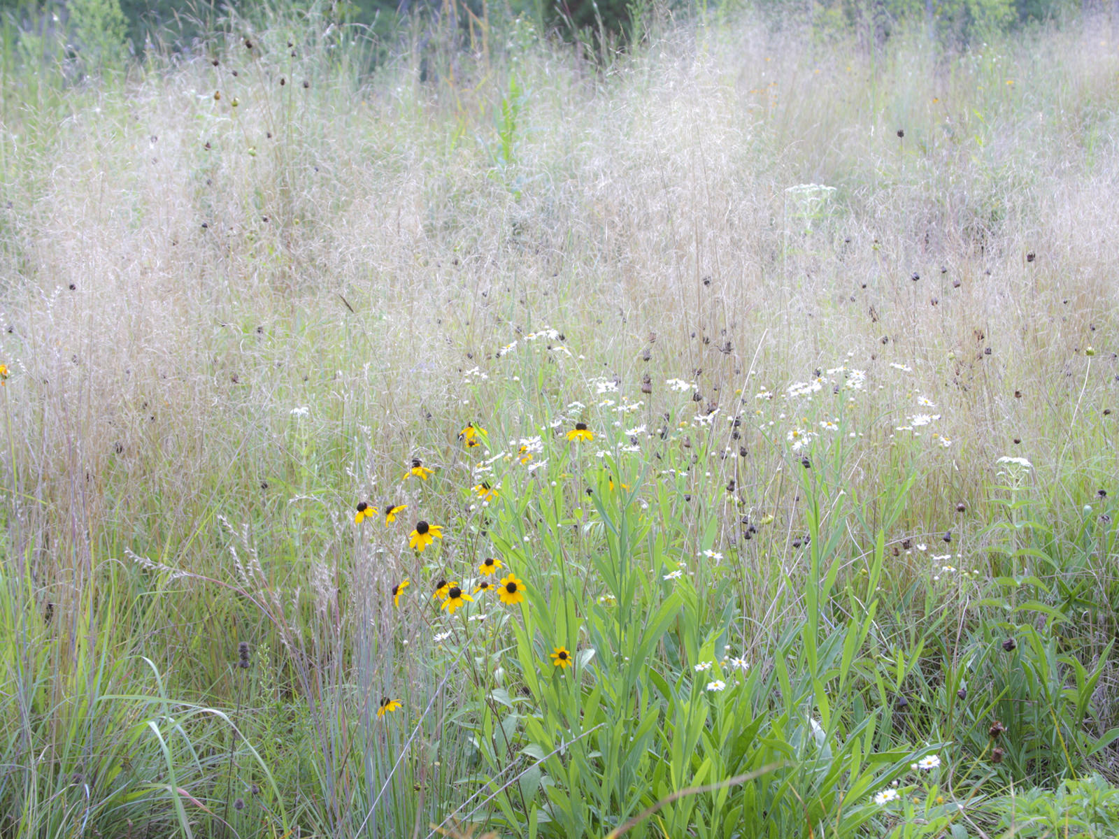 22845 nature, grasses u of nc arboretumn .jpg