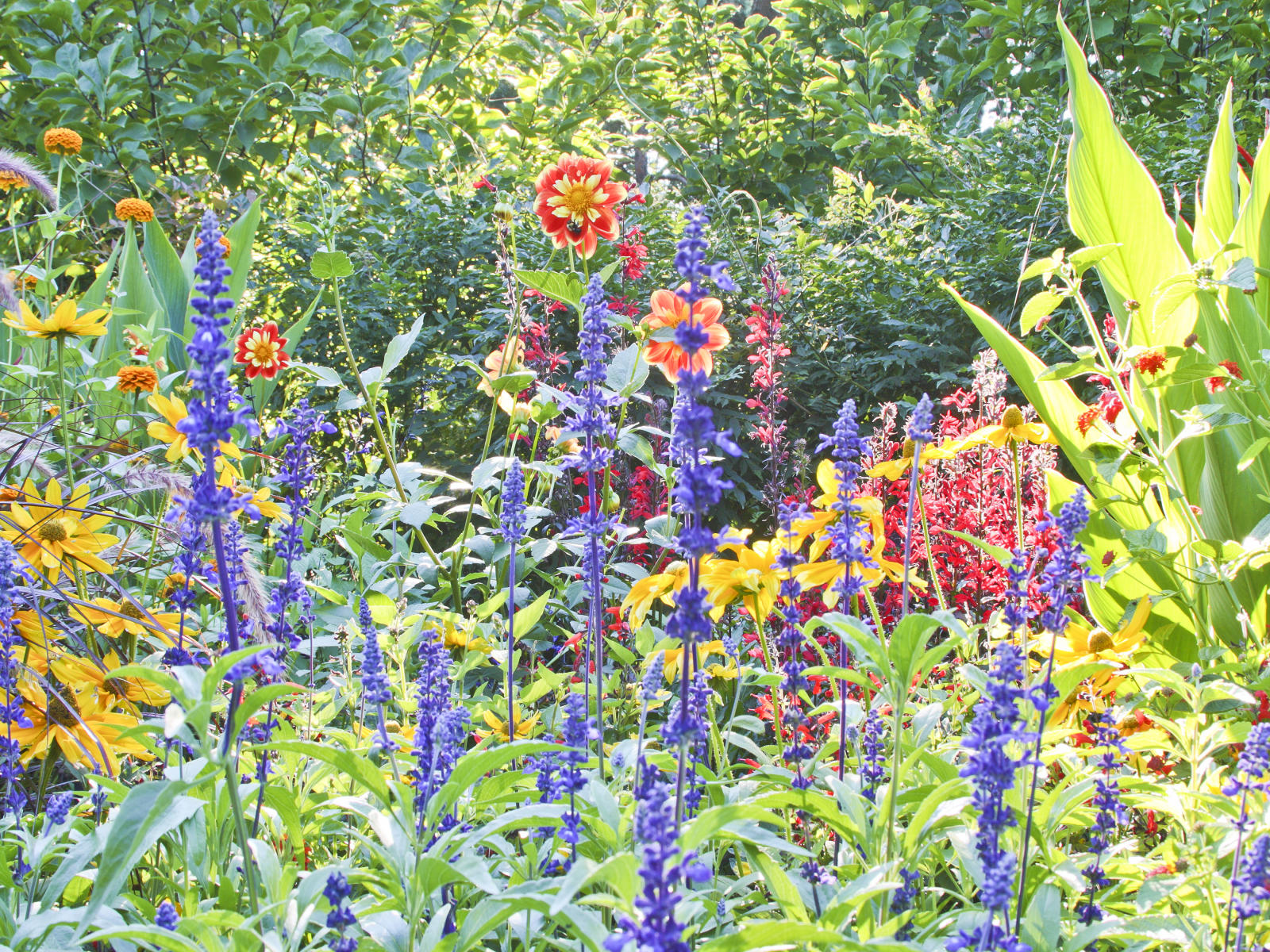 22863 nature,  flowers chicago botantical .jpg