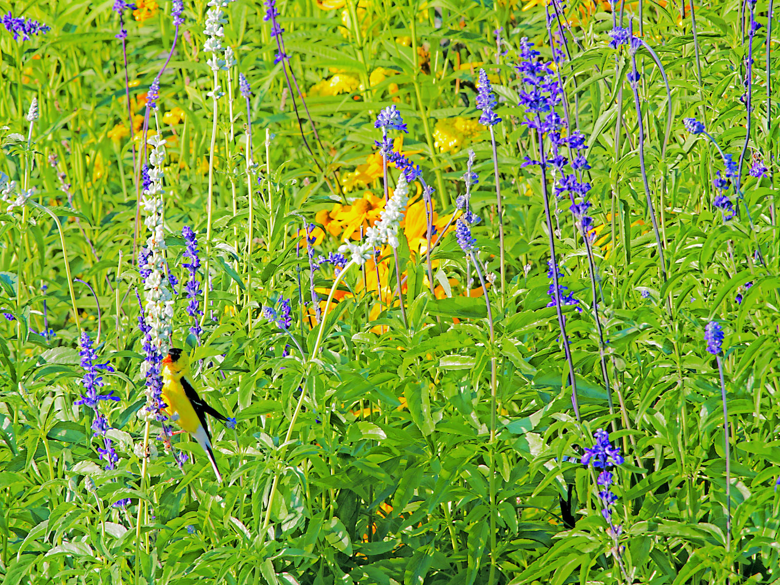 22864 nature, flowers, song bird,  chicago botantical .jpg