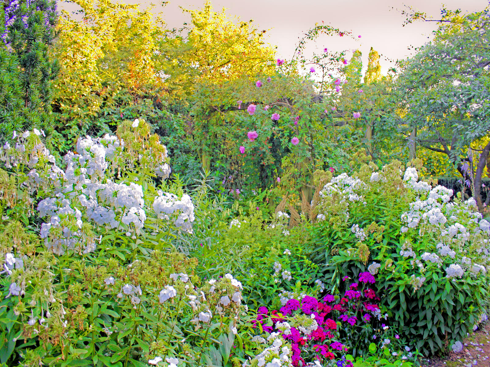 22879 nature flowers, wild  .jpg