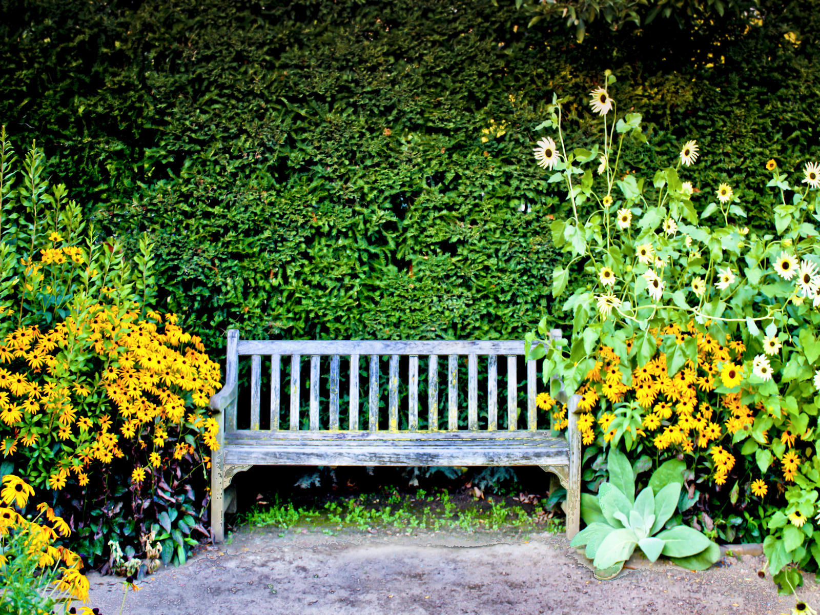 22891 nature, flowers chicago botantical .jpg