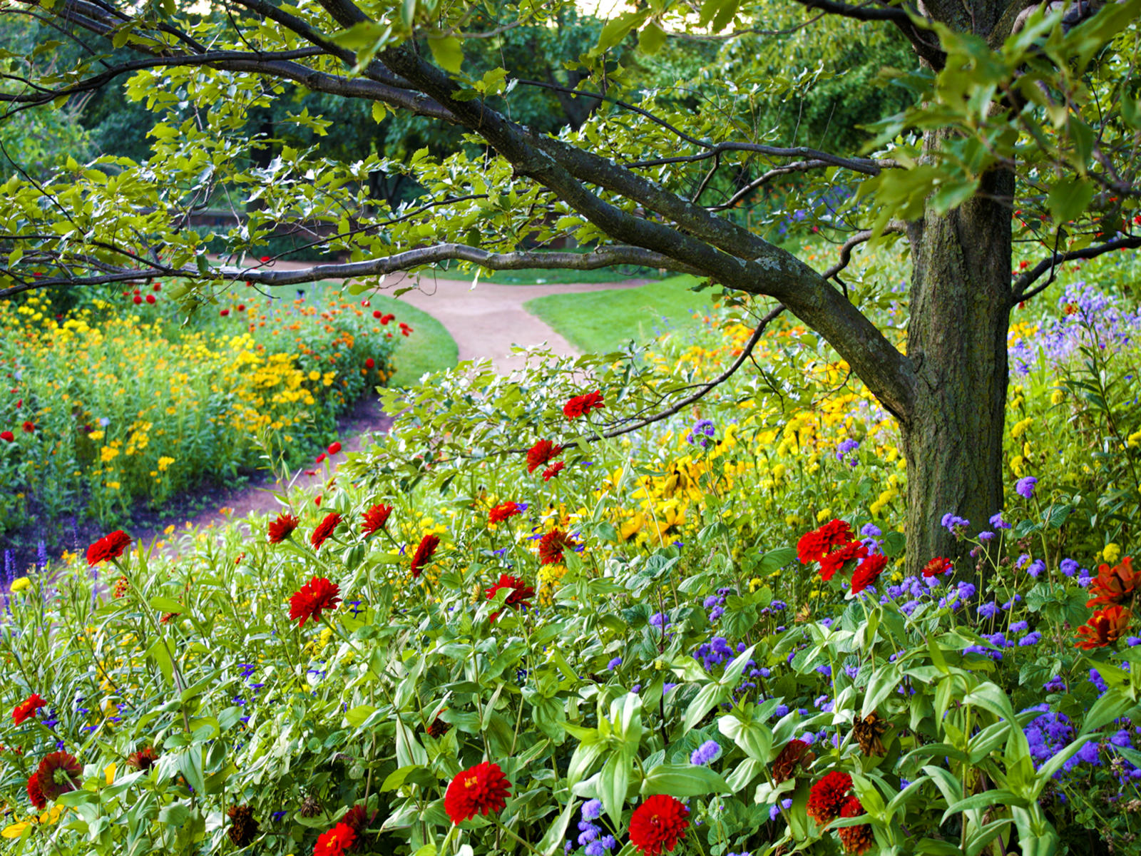 22911 nature  flowers chicago botantical .jpg
