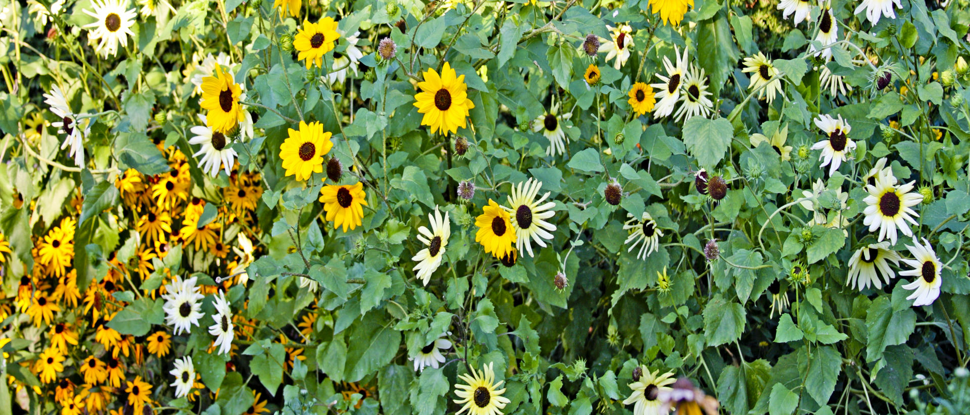 22917p nature, wildflowers .jpg