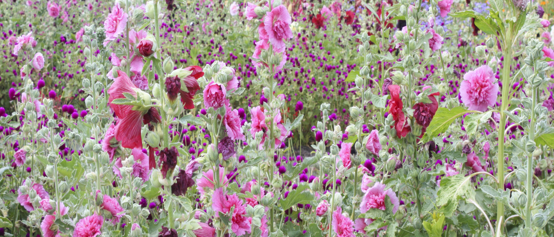 22933p nature garden scene, flowers .jpg