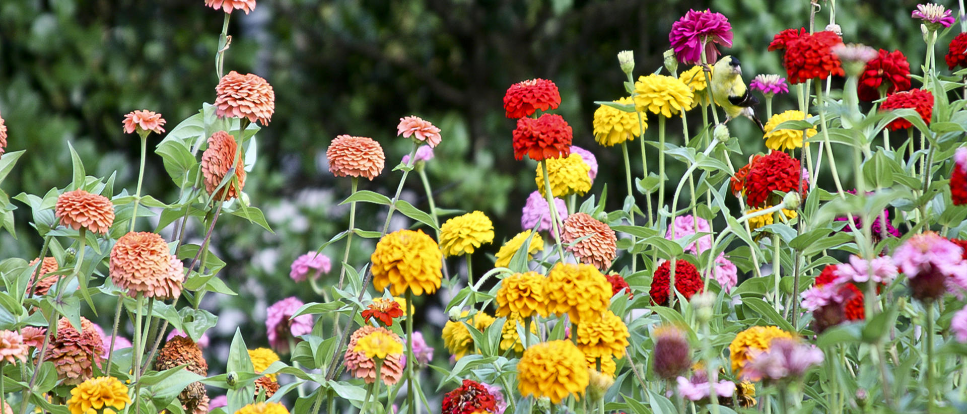 22948p nature, songbird, wildflowers .jpg