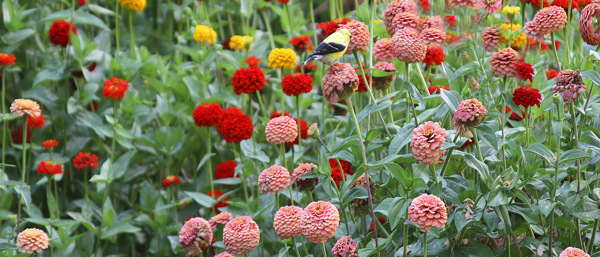 22951p nature, songbird, wild  flowers.jpg