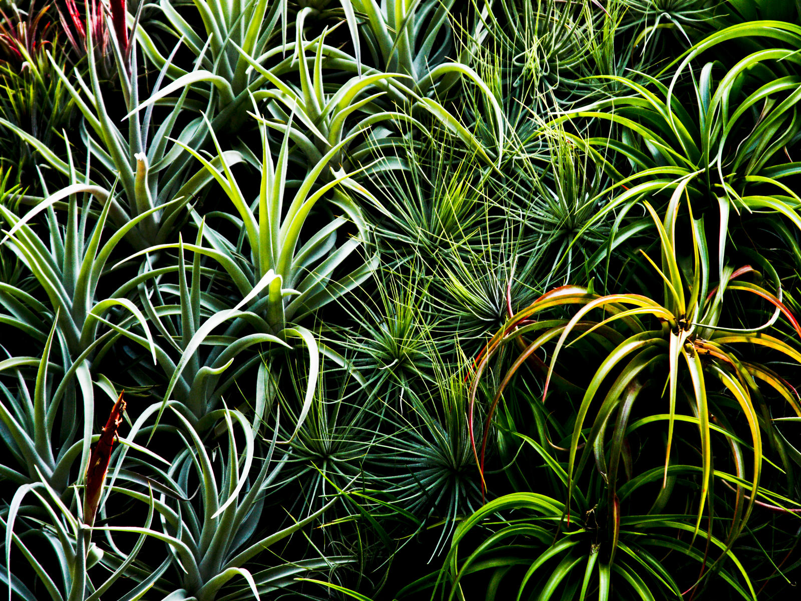 22966 nature, air plants .jpg