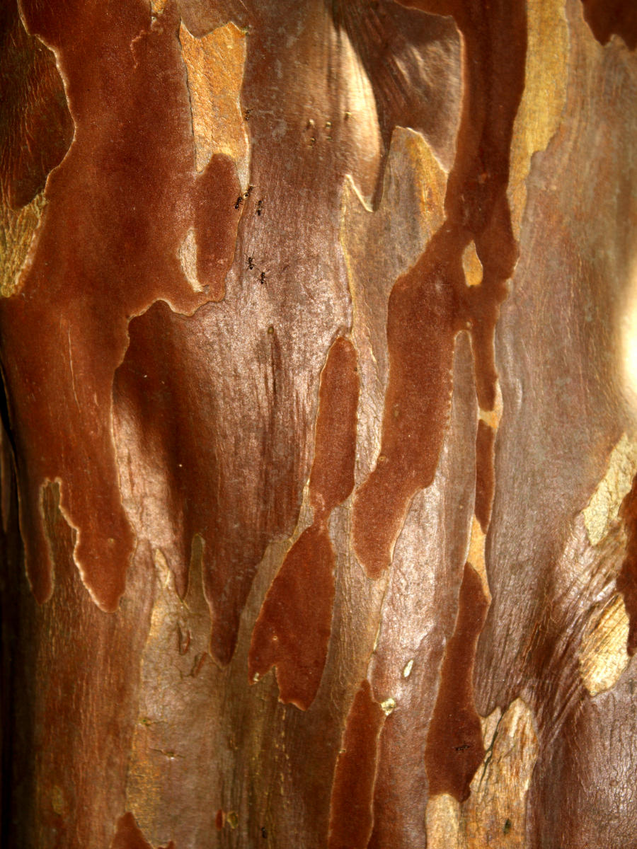 22986  nature, tree detail.jpg