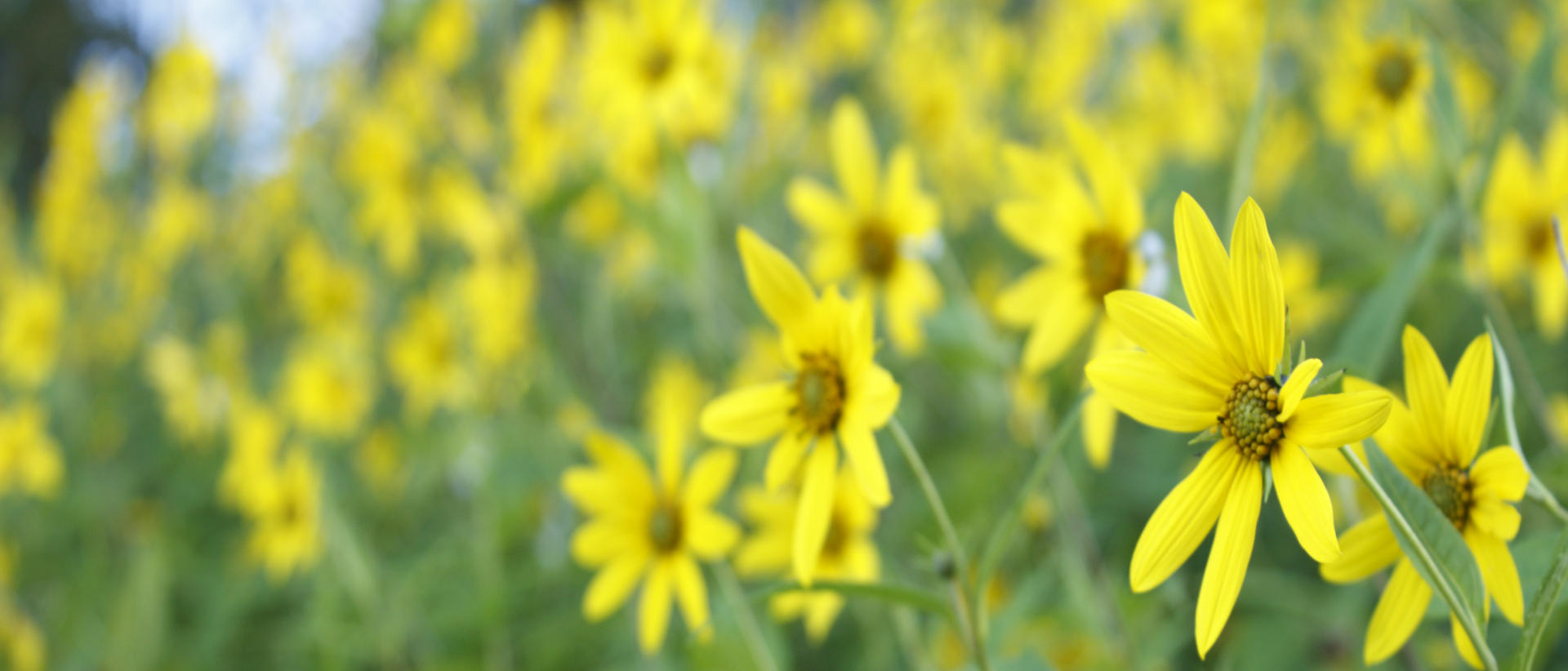 23019p nature, carolina wildflowers .jpg