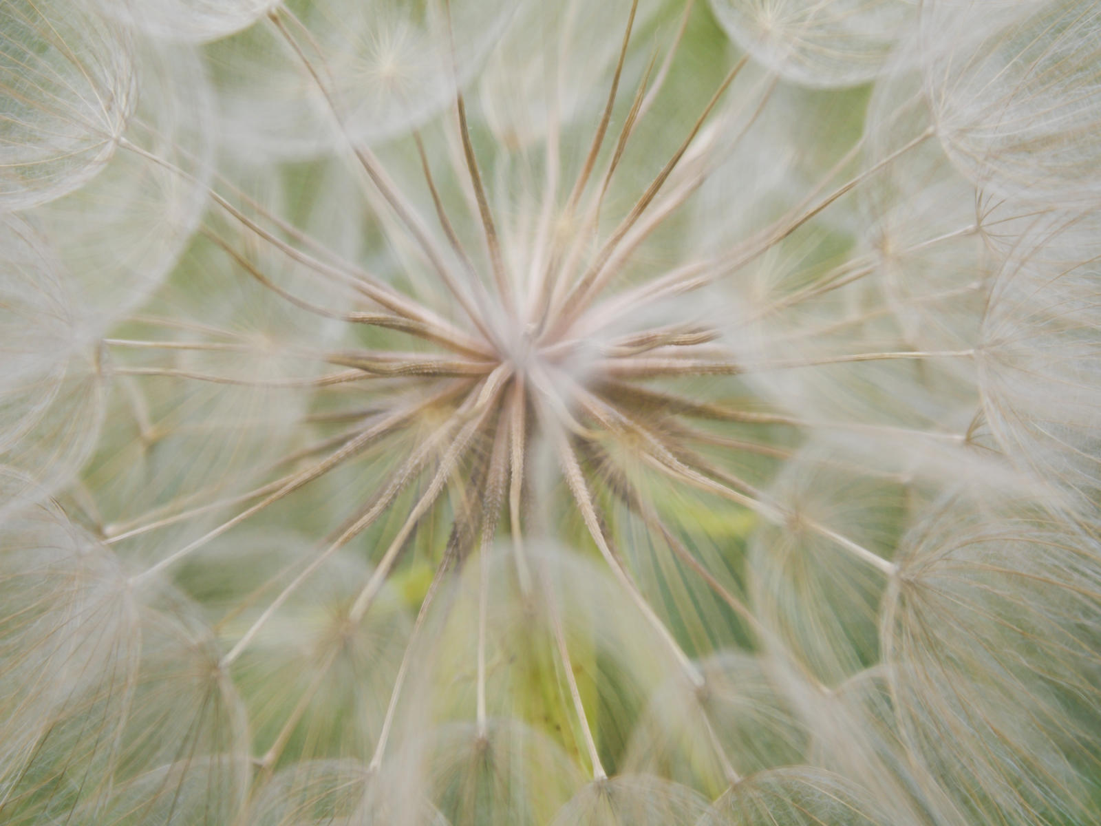 23024 nature, dandelion .jpg