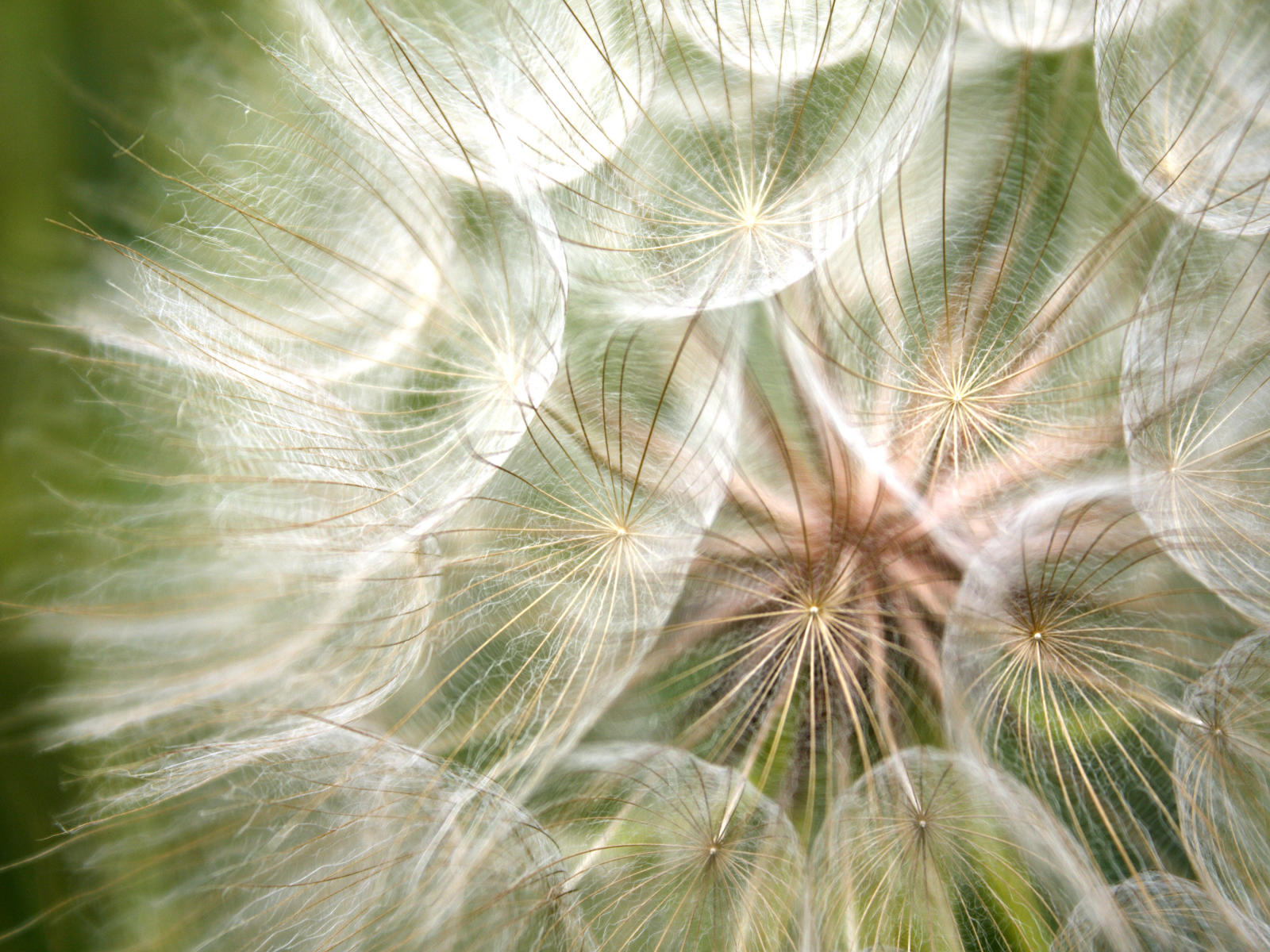 23034 nature, dandelion .jpg