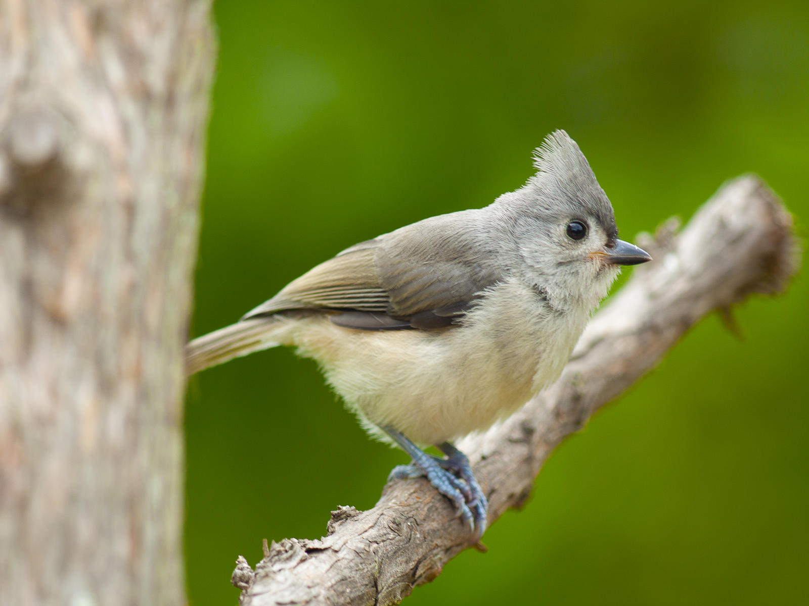 24055 nature, tufted titmouse, .jpg