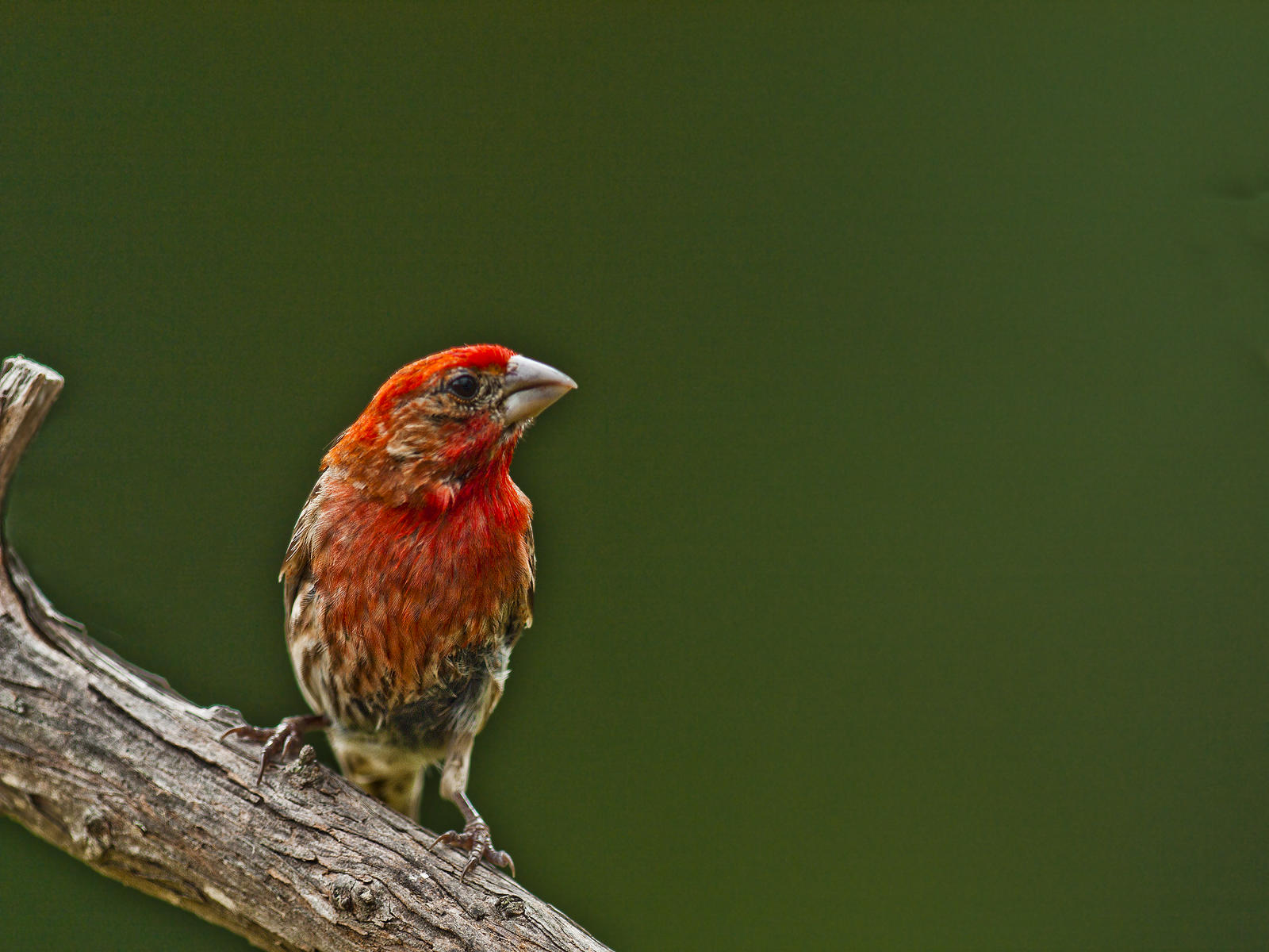 24060 nature, Red crossbill .jpg