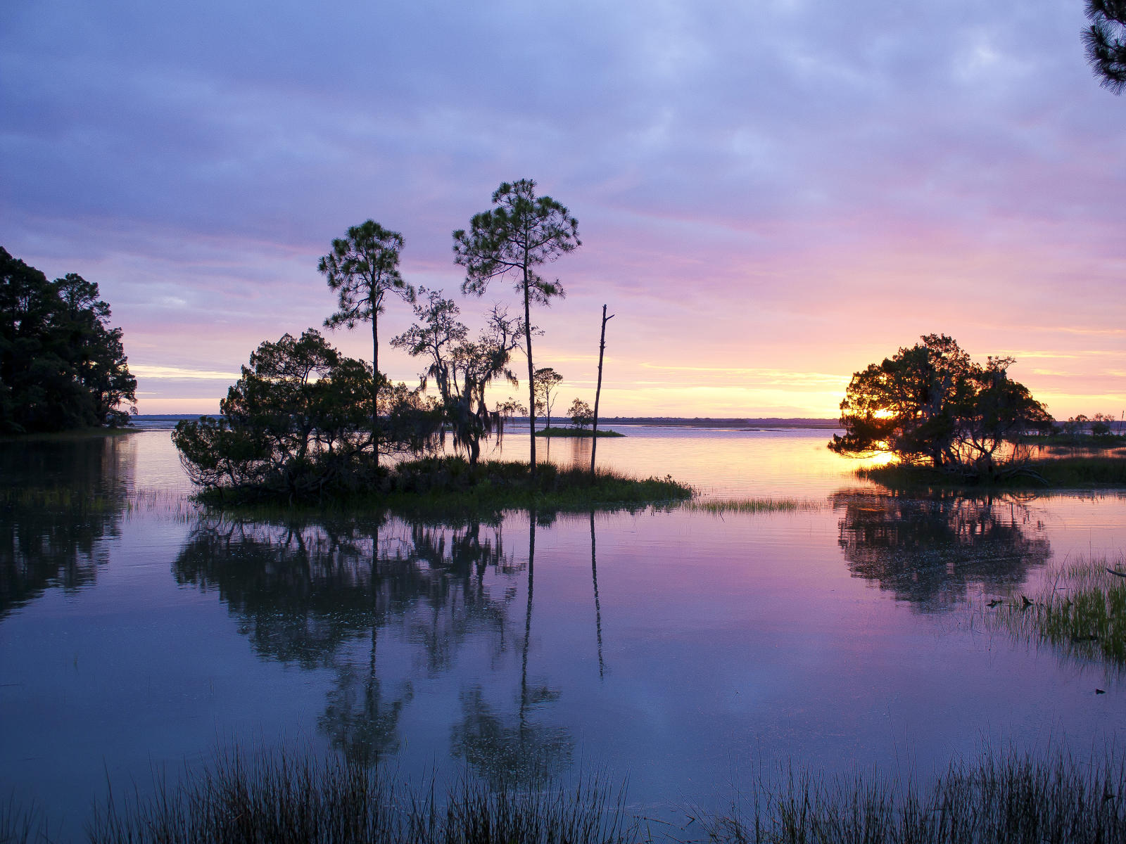24132  nature,  coastal woodlands SC .jpg