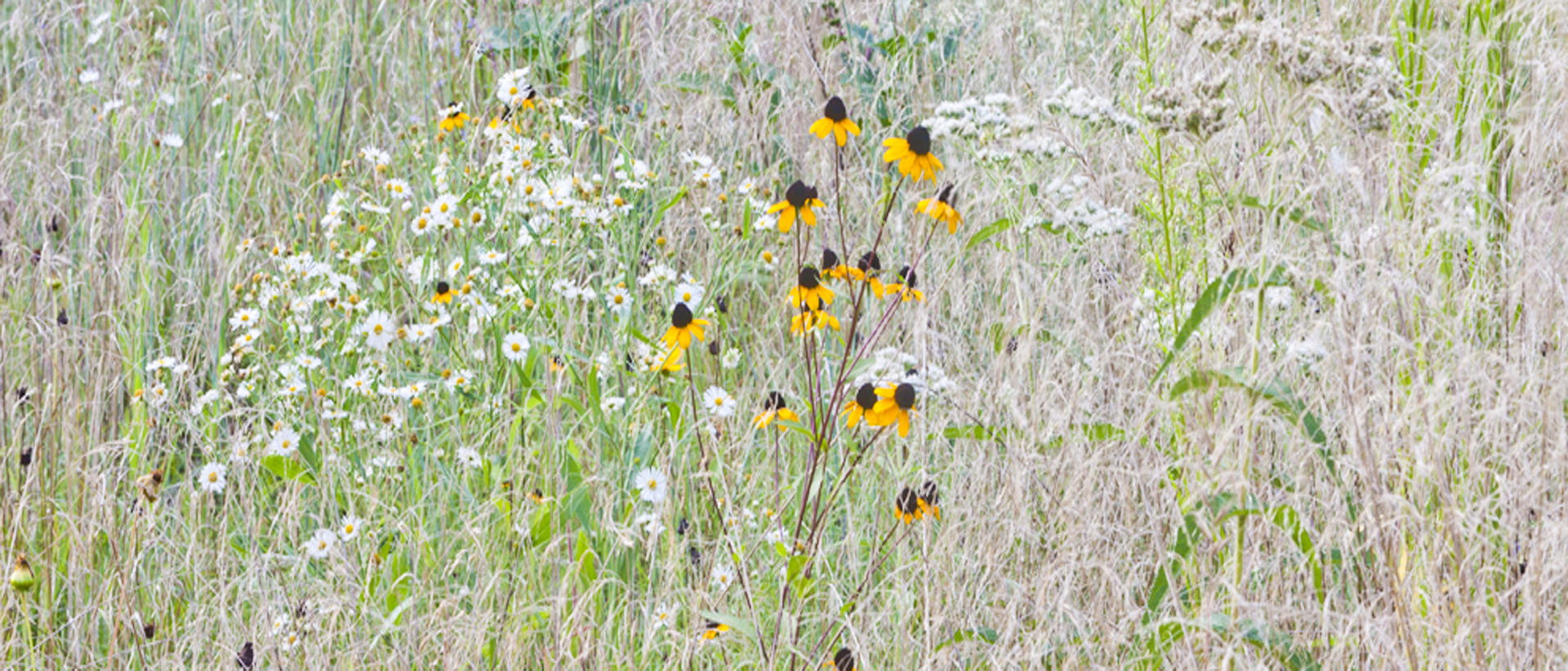 25140p nature, NC botantical garden grasses  .jpg