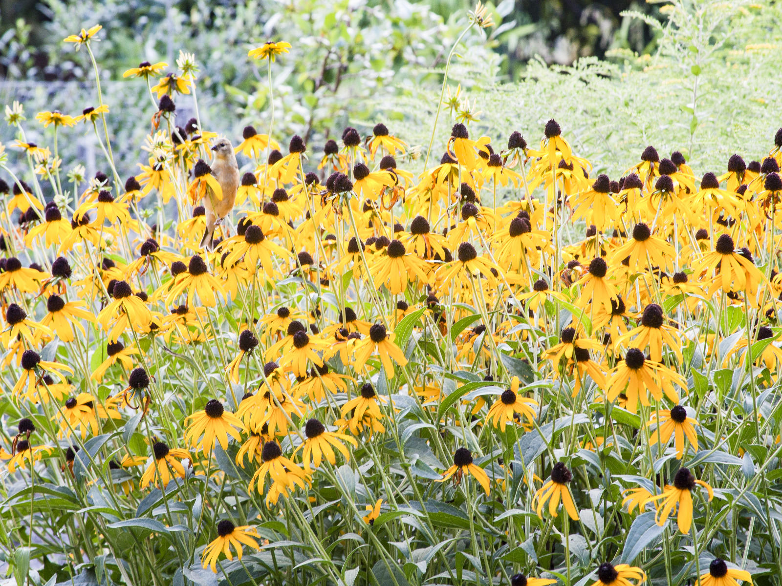 25156 nature, garden flowers songbird, .jpg