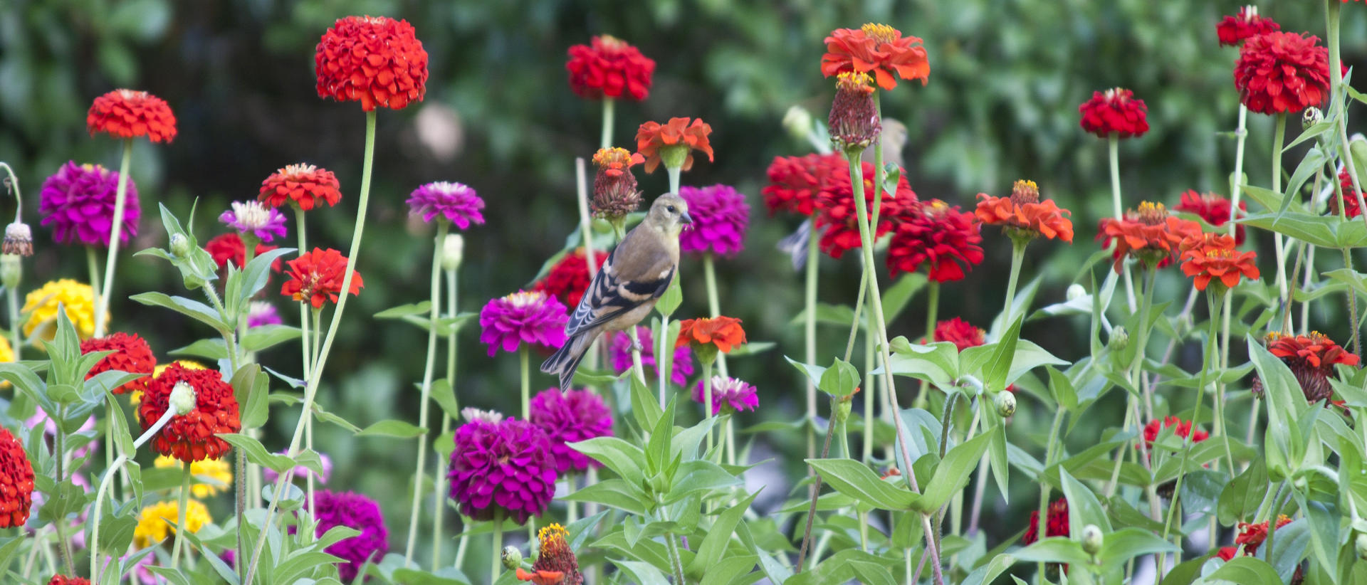 25162 p  nature,  flowers, songbird. .jpg