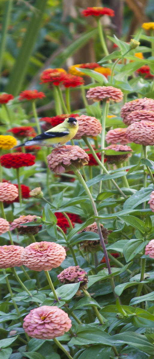 25176p  nature, songbird,  flowers  .jpg