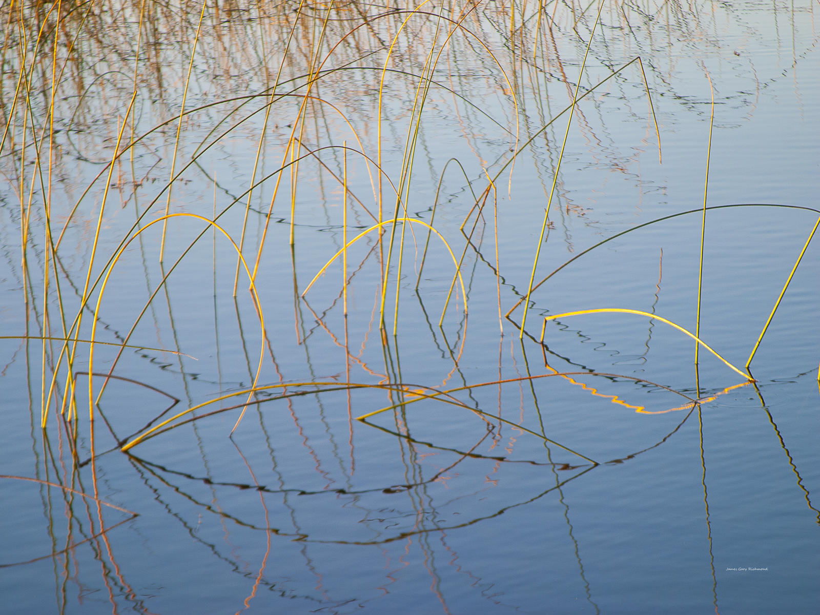 25432 nature, lakescape, bull rush on pond, .jpg