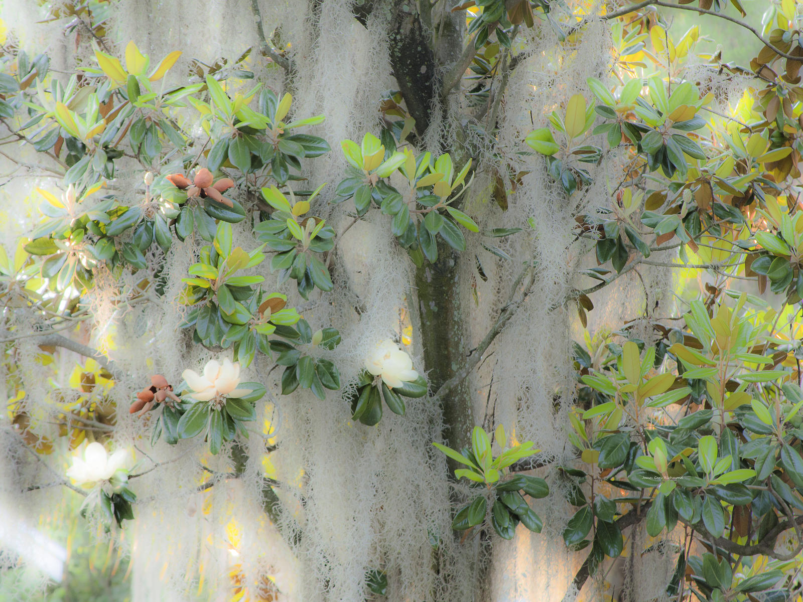 25448a nature, magnolia flowers, and spanish moss, .jpg