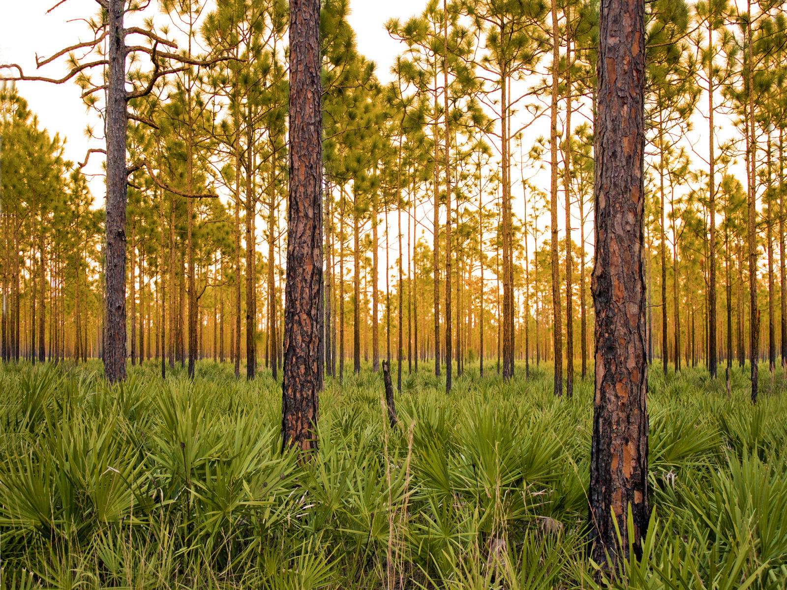 27389 nature, pine lands, sunset, .jpg