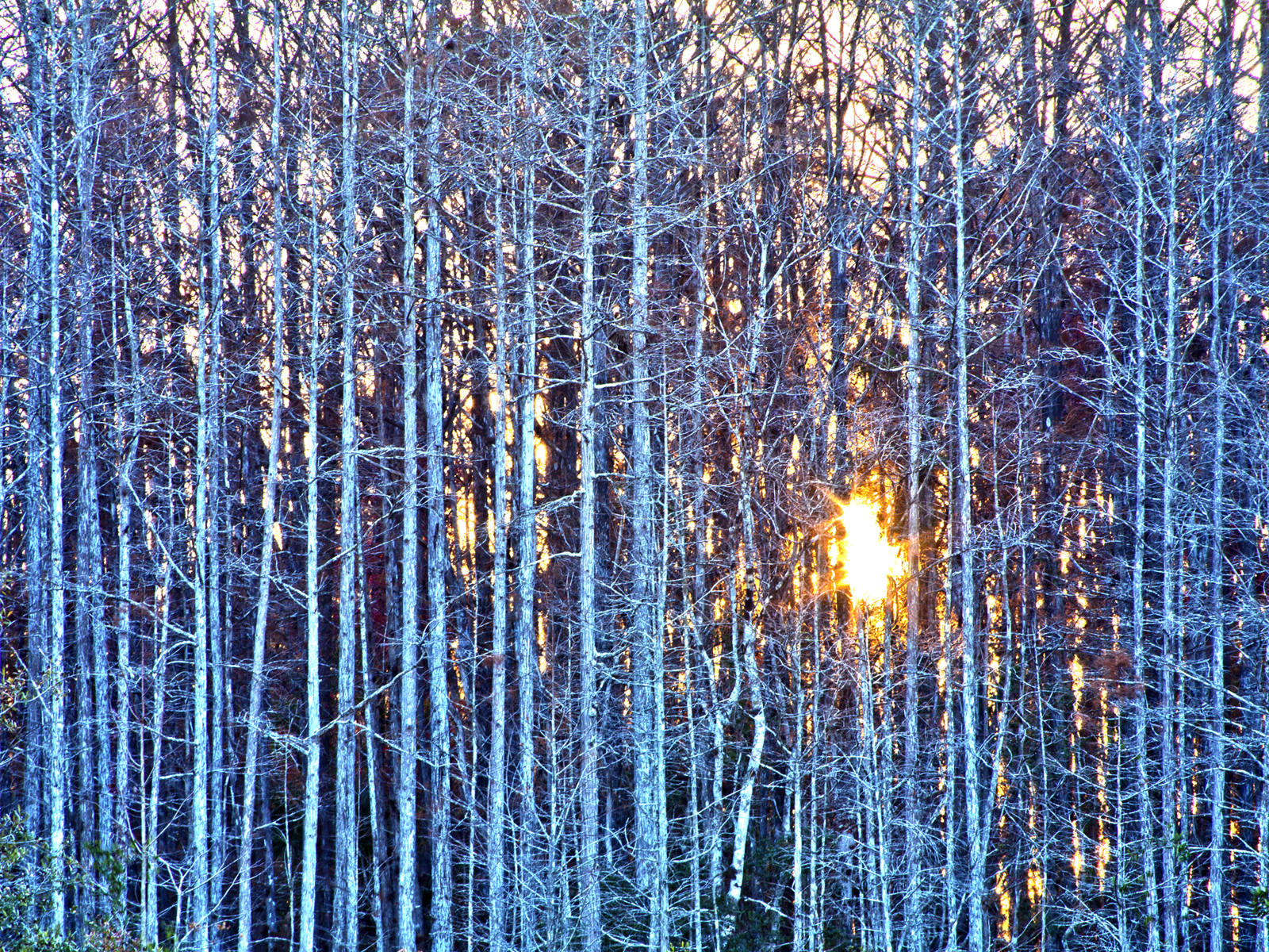 27484a  nature, cypress trees, sunset .jpg