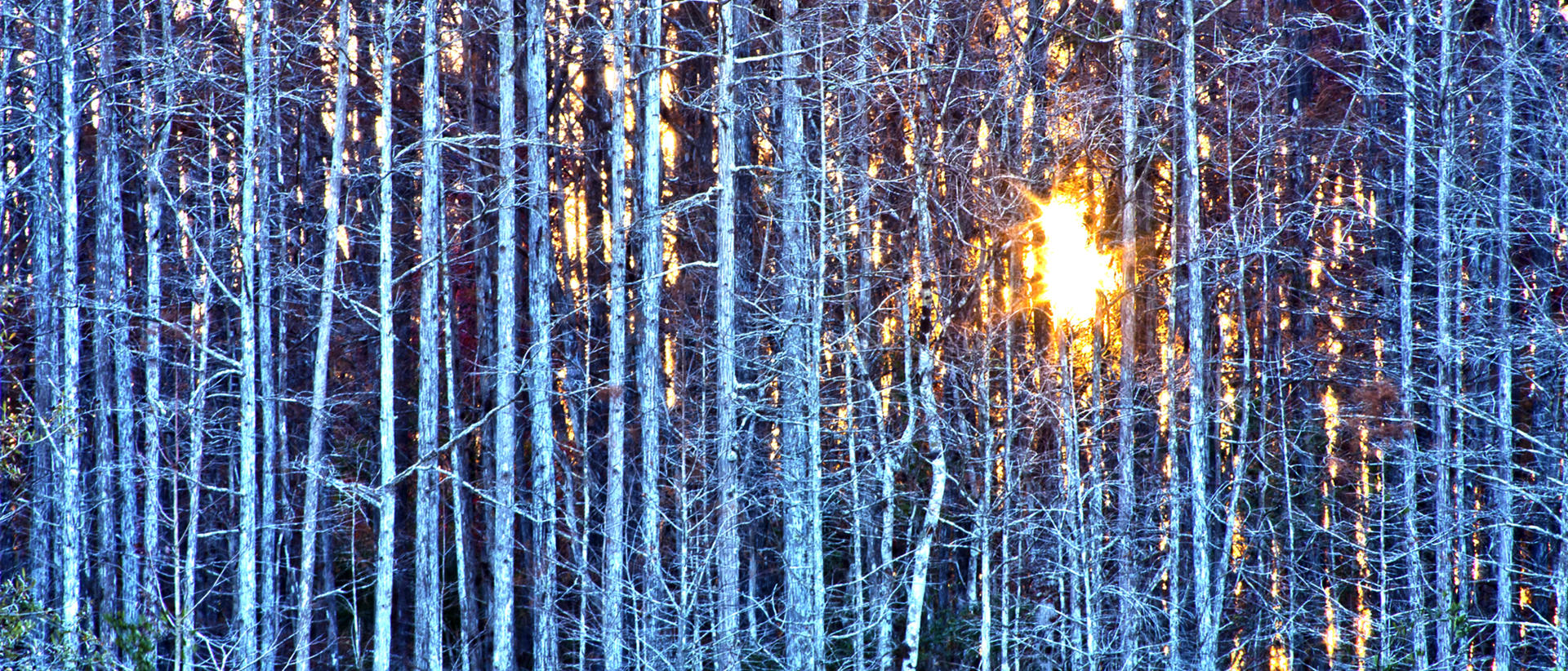 27484p nature, cypress trees, sunset,, .jpg