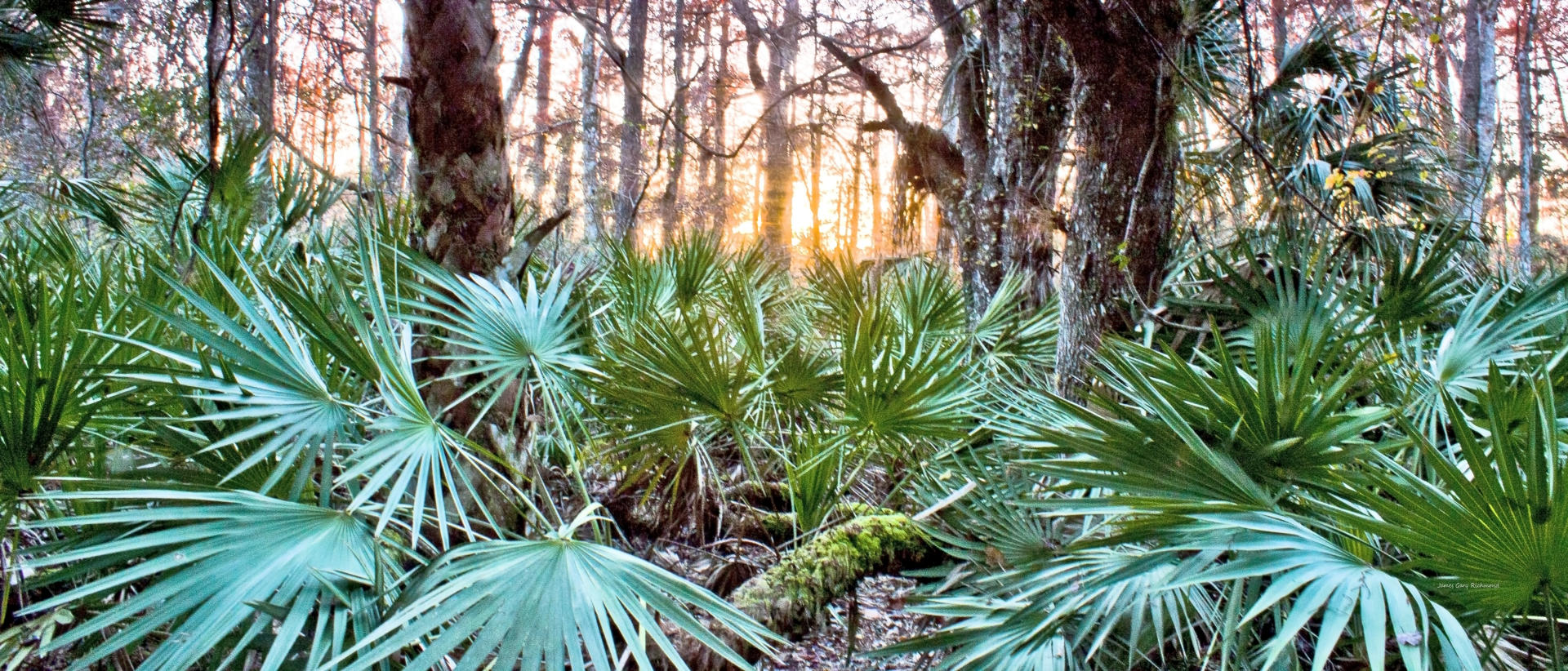 27484p nature, florida wild, sunset, .jpg