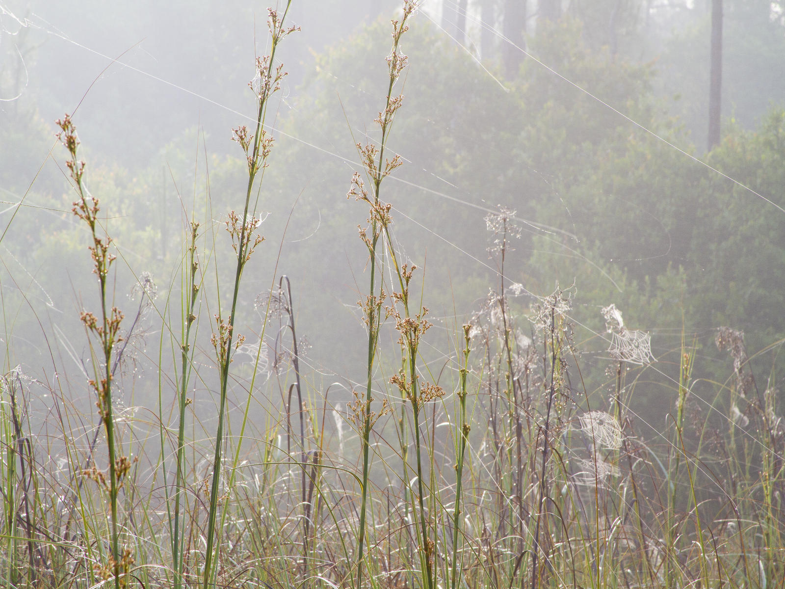 27644 nature, spider web bayou country .jpg